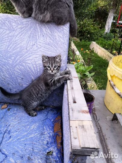 Подарю котенка