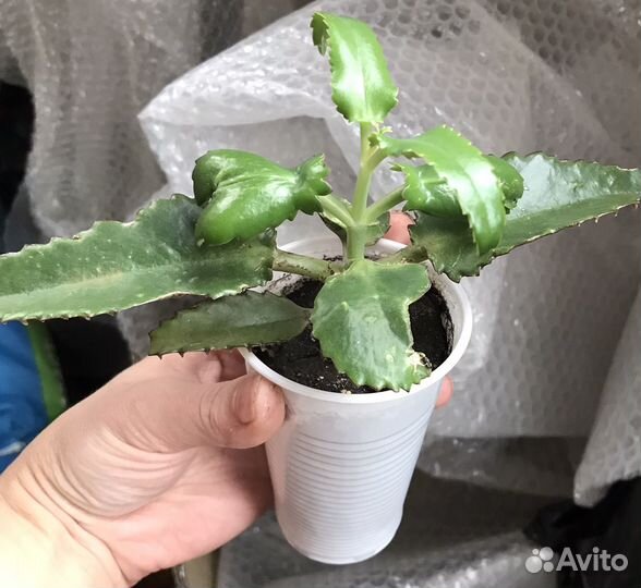 Каланхоэ алоэ лечебный