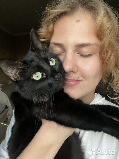 Кот отдам бесплатно