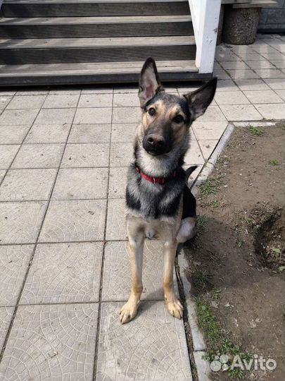 Мини овчарка