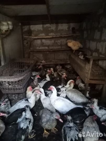 Утки шипуны