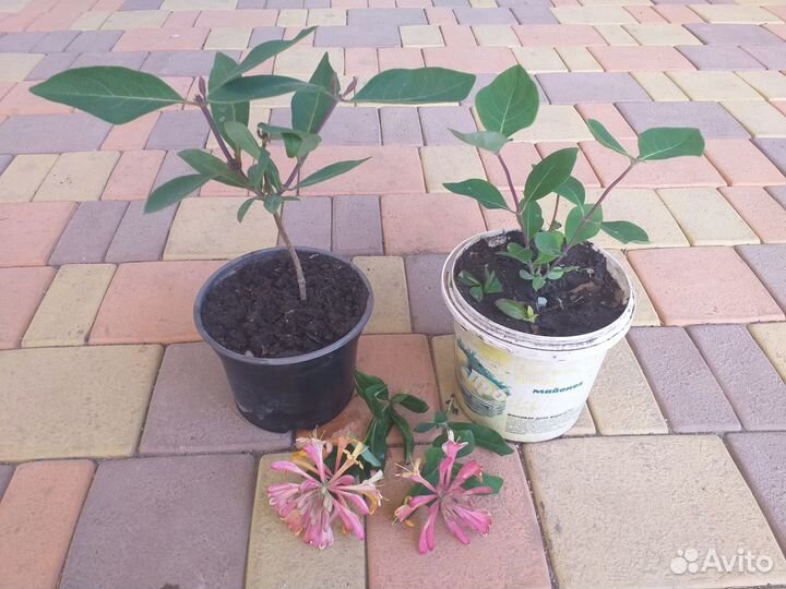 Жимолость лиана, многолетник