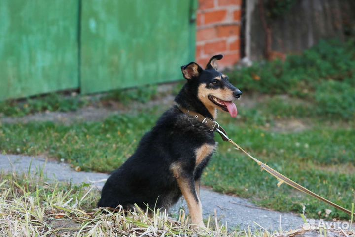 Собака Капля