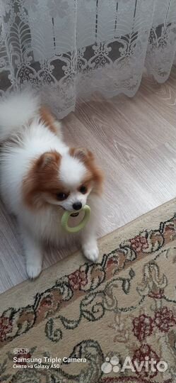 Померанский шпиц мини