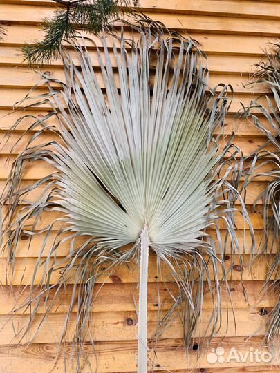 Листья пальмы вашингтония