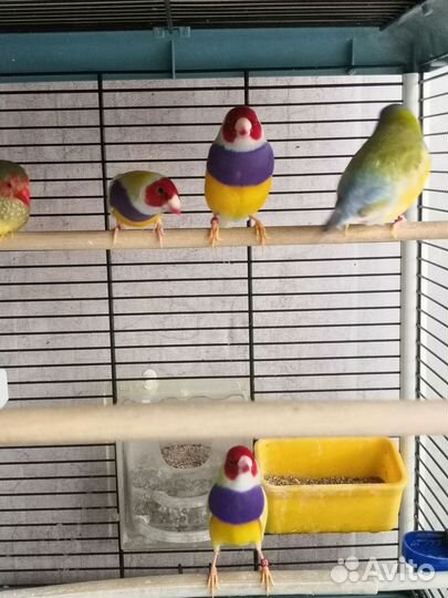 Амадина гульда