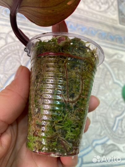 Филодендрон оранжевая принцесса