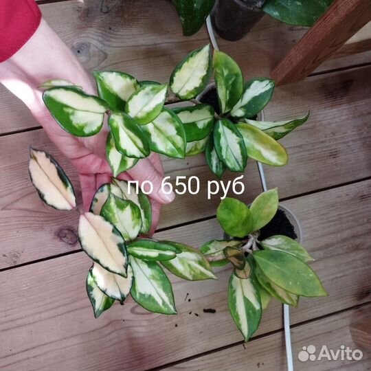 Хойи в ассортименте