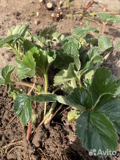 Рассада ремонтантной клубники