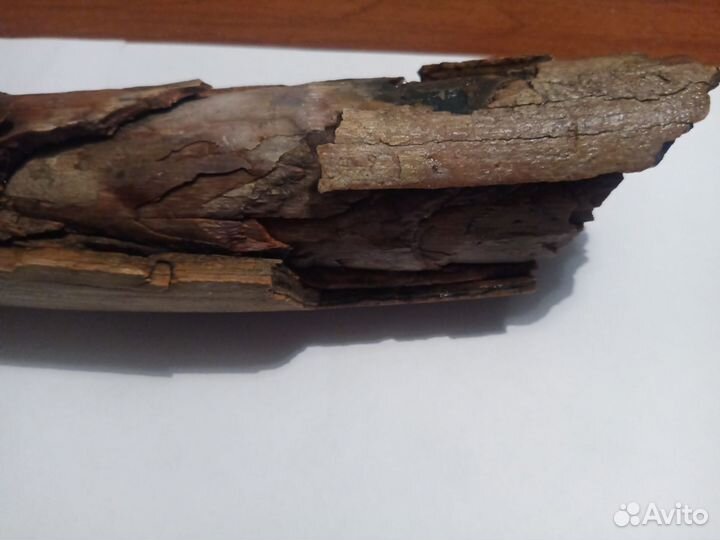 Бивень мамонта