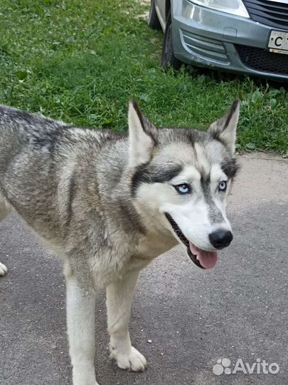 Сибирский хаски