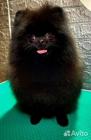 Вязка Померанский шпиц мини черный