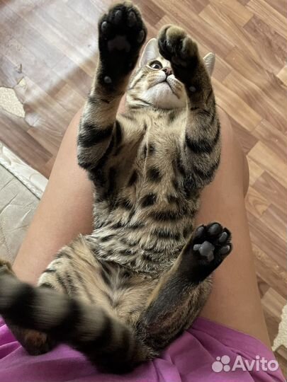 Кошка в дар бесплатно
