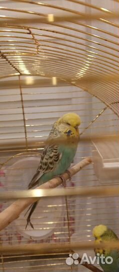 Попугай чех