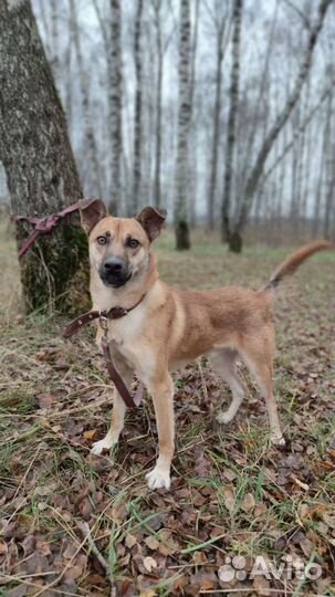 Никому не нужен без породы