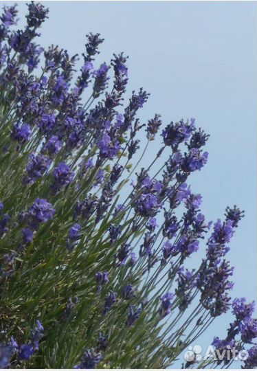 Лаванда саженцы