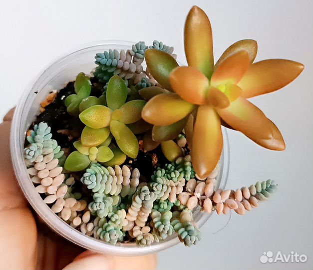 Суккуленты набор