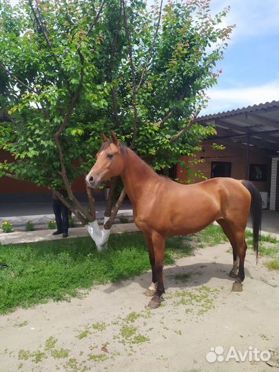 Арабские лошади