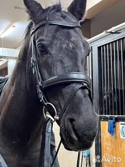 Тракененский жеребец