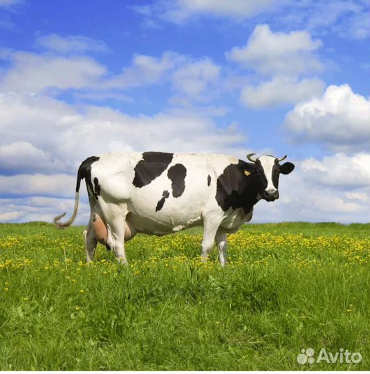 Коровы
