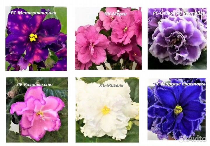 Детки сортовых фиалок набор 12 штук