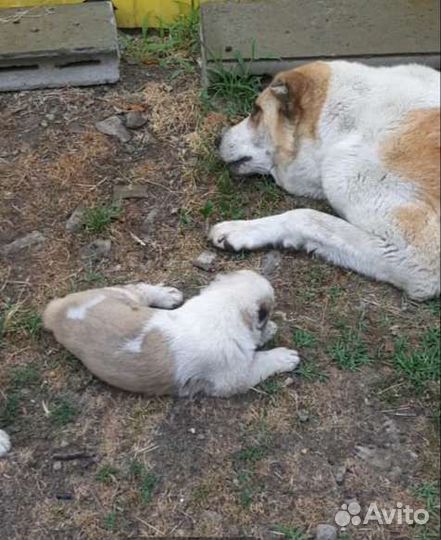 Бронь Среднеазиатская овчарка алабай щенки