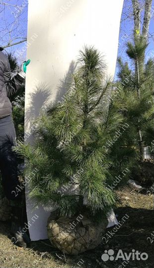 Саженцы кедра от производителя экстра класс