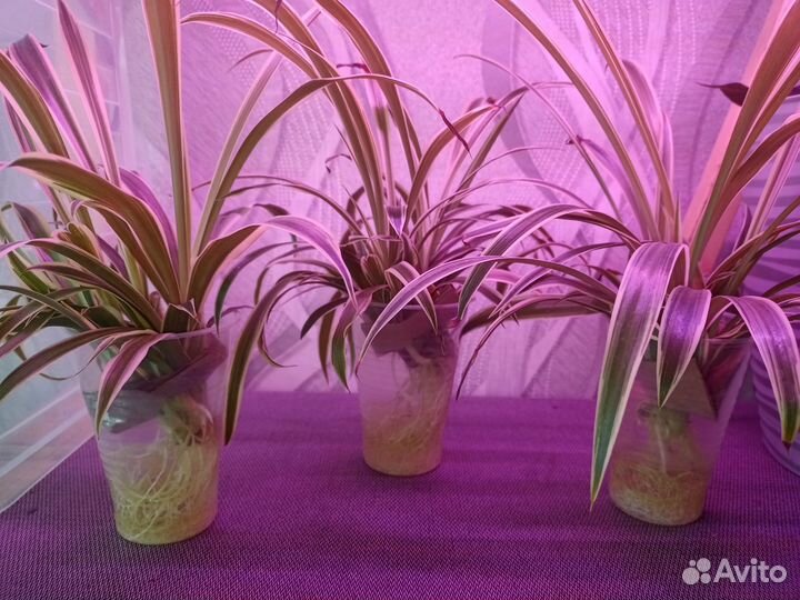 Хлорофитум