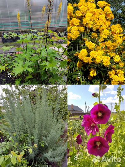 Садовые растения