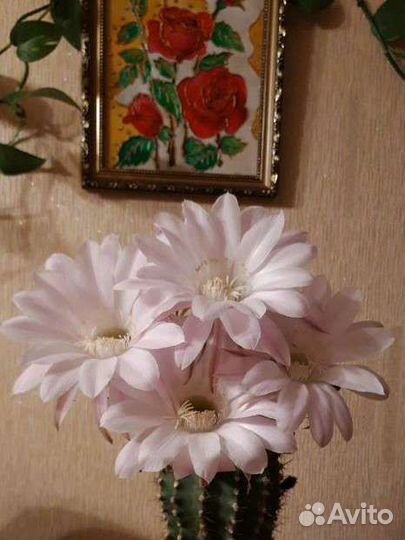 Кактус эхинопсис в керамическом горшке