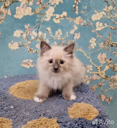 Сибирская кошка