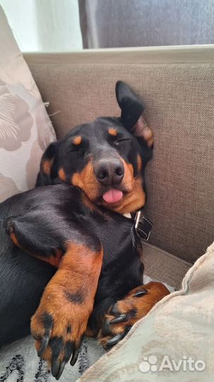 Такса вязка девочка