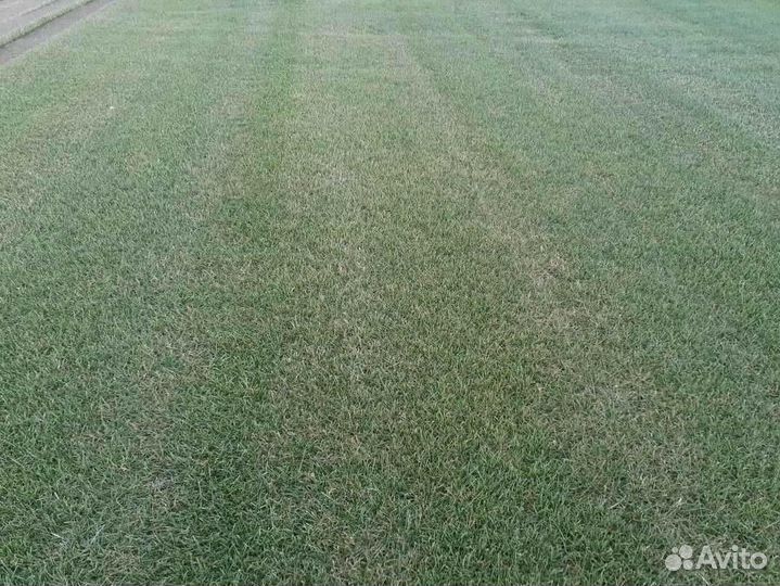 Рулонный газон напрямую от производителя