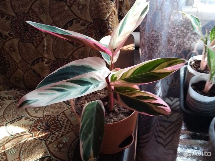 Строманта триколор