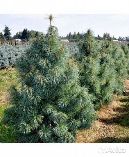 Кедр Дальневосточный (кедр корейский)