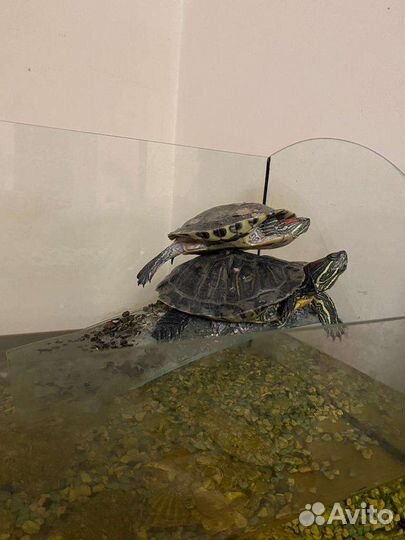 Аквариум и черепахи