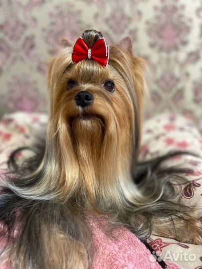 Йоркширский терьер