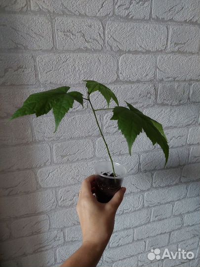 Комнатный клен Абутилон