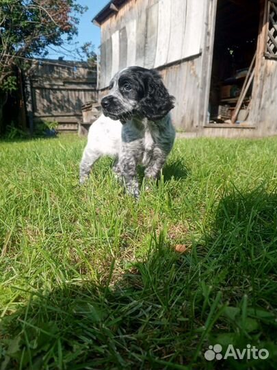 Русский спаниэль