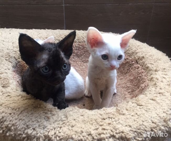 Девон рекс Инь и Ян