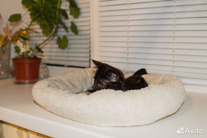 Котенок в добрые руки трехцветный