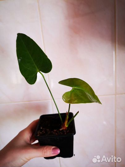 Комнатные цветы антуриум