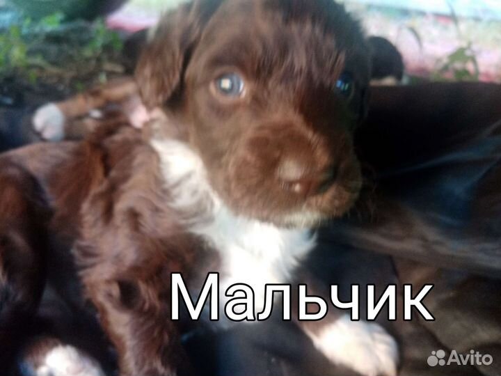 Щенки в добрые руки бесплатно ищат нового хозяина