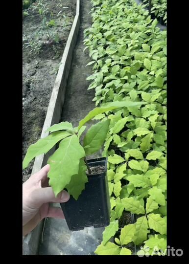 Дуб красный саженцы желуди красного дуба