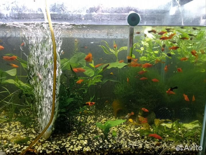 Аулофорус.Меченосцы.Креветки.Гуппи
