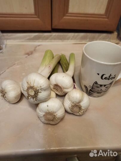 Чеснок
