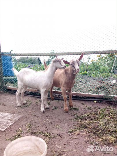 Продам козу и козла
