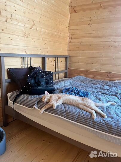 Жёлтый котямбра - в хорошие ручки