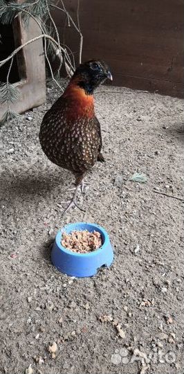 Декоративные Фазаны, павлины, утки