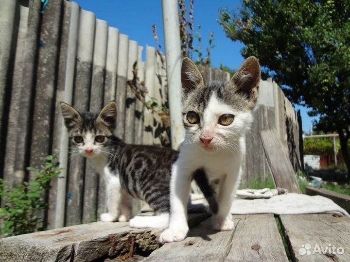 Выброшенные на мемориал в Вилино котята